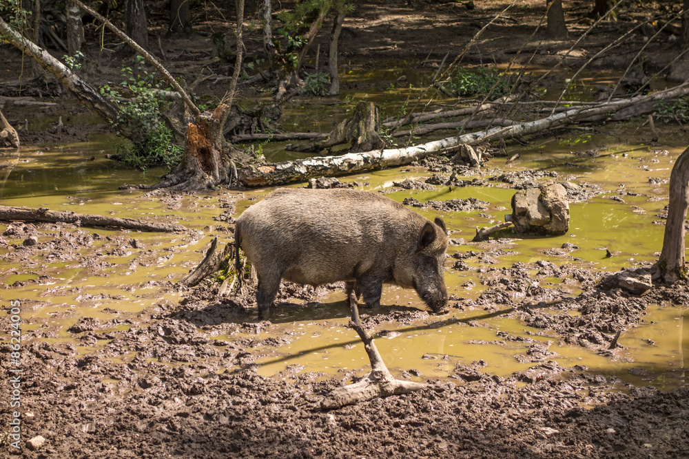 Feral pig, wild hog boar