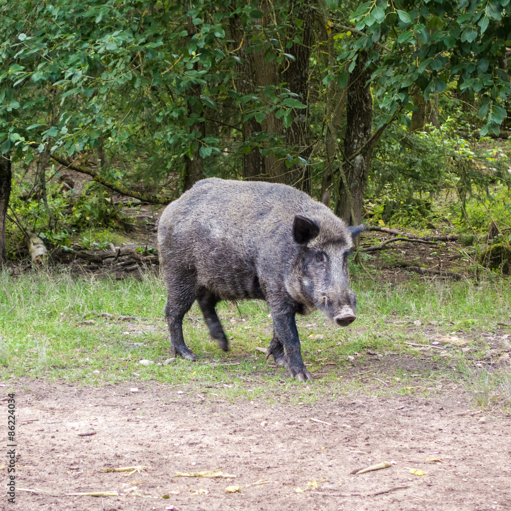 Feral pig, wild hog boar Feral pig, wild hog boar
