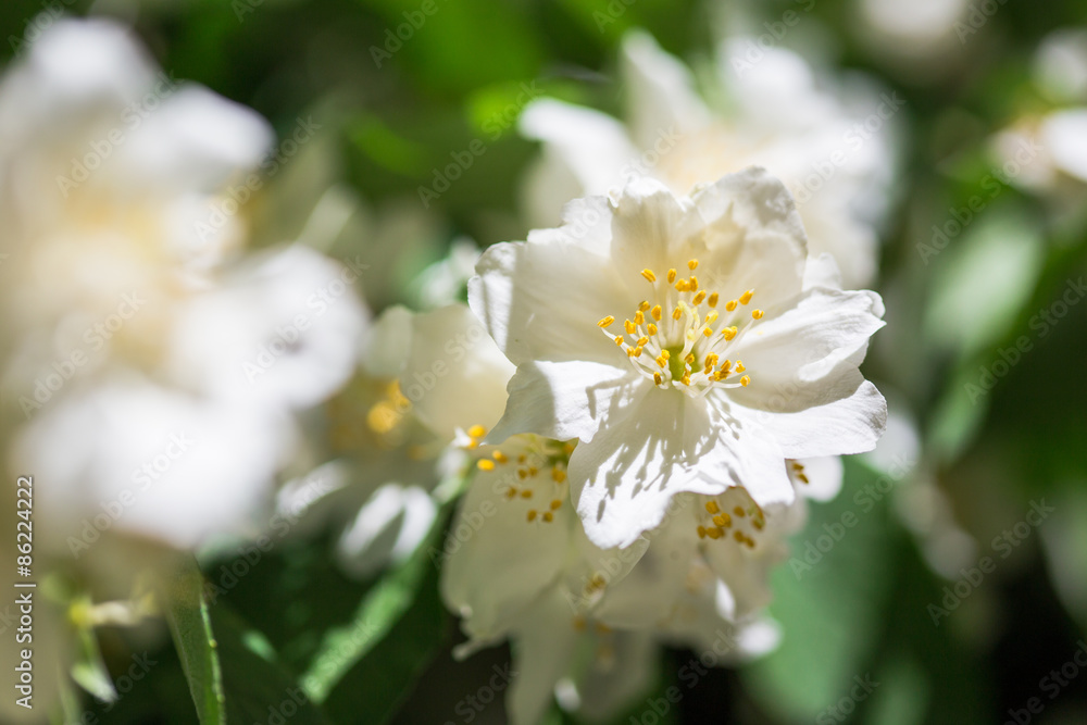 Spring flowers