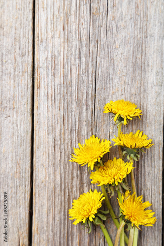 Yellow dandelion on grey wooden background