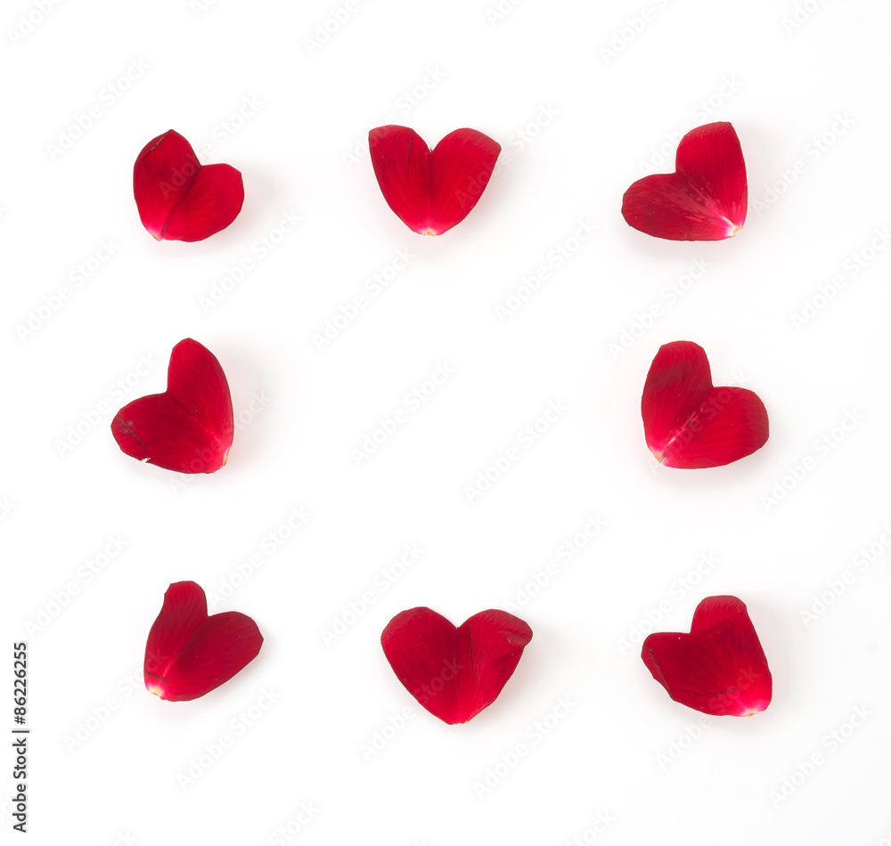 Fototapeta premium red rose petal on white background