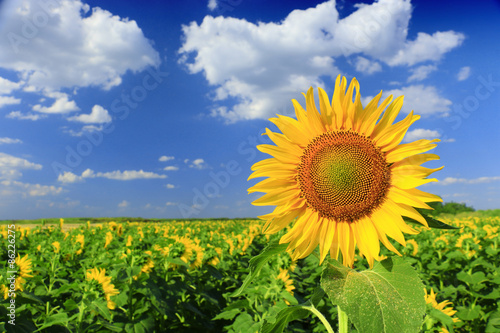 sunflower field and sky