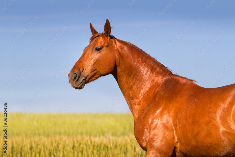 Fototapeta premium Portrait of beautiful red horse in field of corn