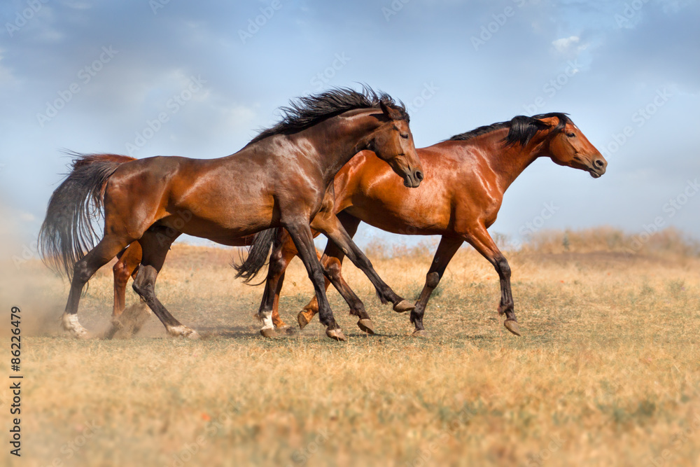 Group of beautiful horse run gallop on field with dust Group of beautiful horse run gallop on field with dust
