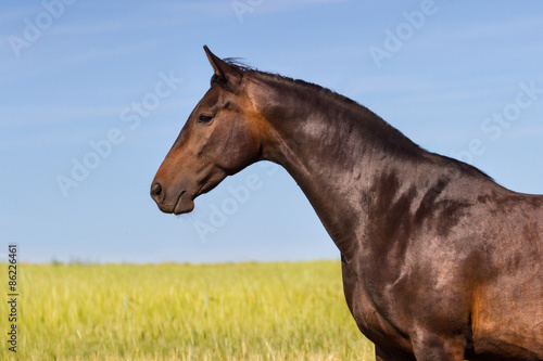 Portrait of beautiful bay horse in field of corn