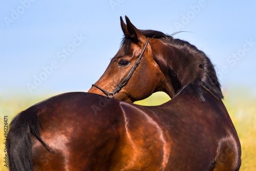 Portrait of beautiful bay horse outdoor #86226471