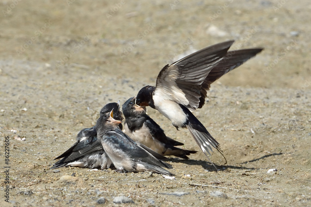 Fototapeta premium Barn Swallow (Hirundo rustica)