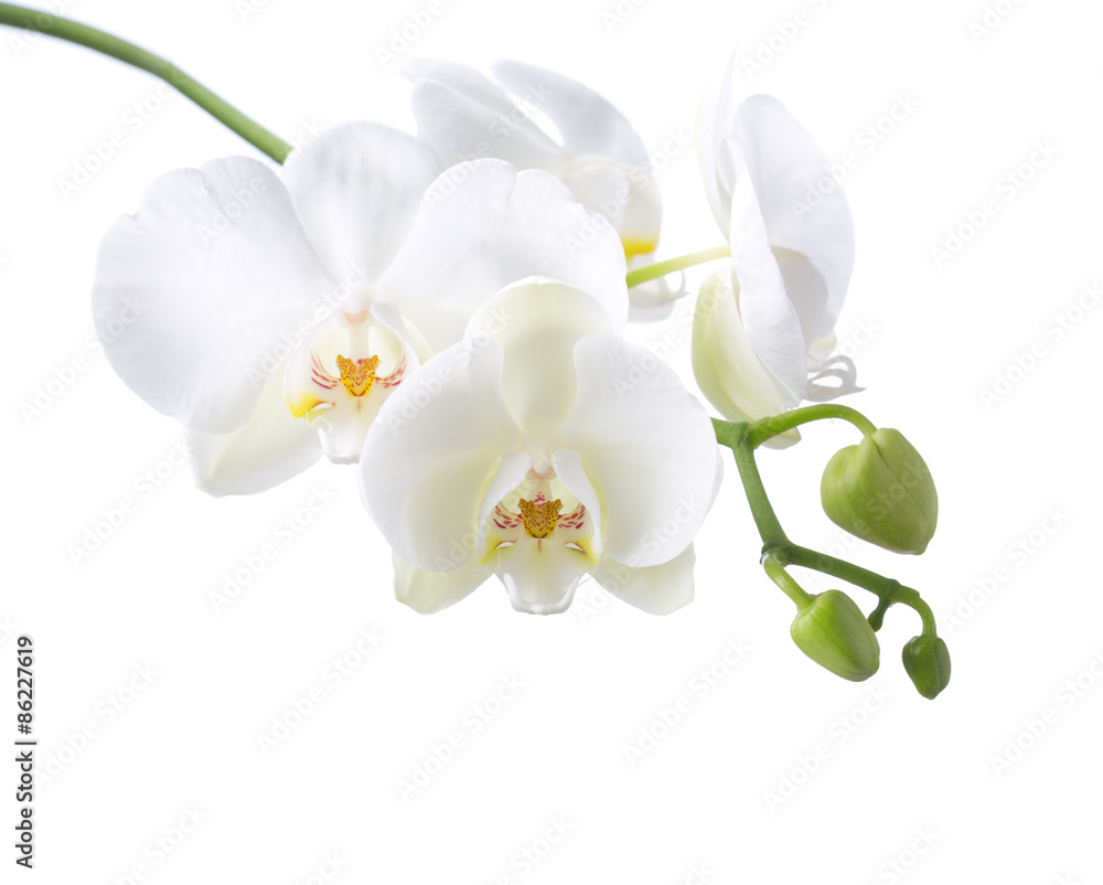Obraz premium Biała orchidea odizolowywająca na białym tle.