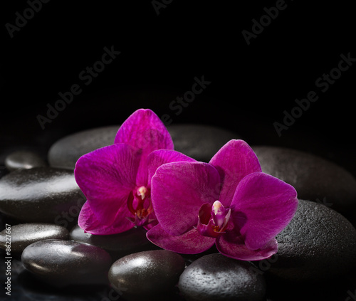 Two orchids laying on black stones. Spa concept. LaStone Therapy