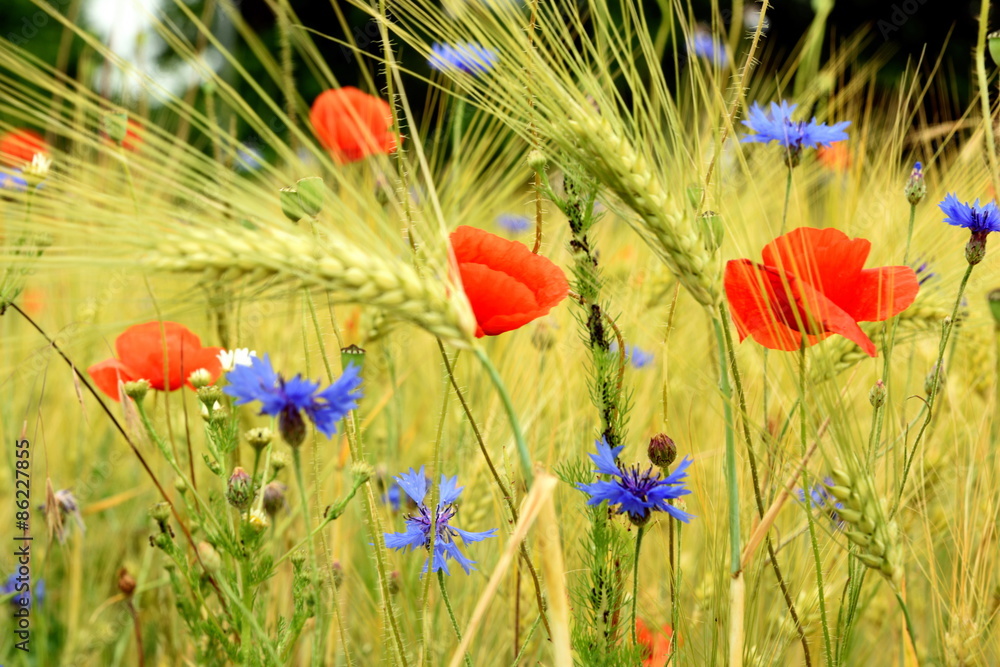 Fototapeta premium Feld mit Mohnblumen und Kornblumen