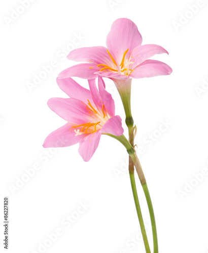 Two pink lily isolated on a white background. Rosy Rain lily