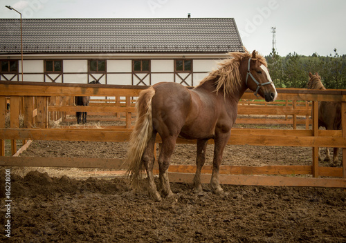 Horse in their stable