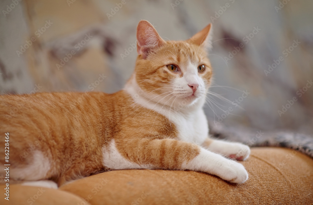 Red with white the domestic cat Red with white the domestic cat