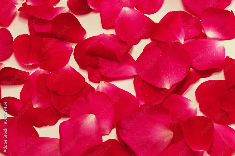 Fototapeta premium rose petals