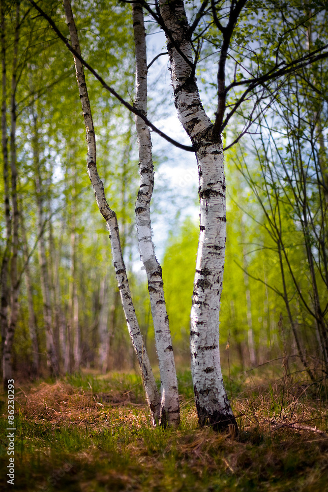 Fototapeta premium Two spring birch
