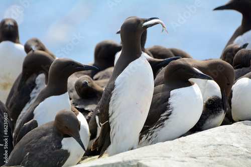 Guillemots, Farne Islands Nature Reserve, England