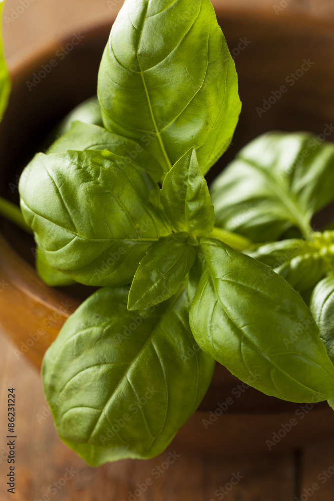 Obraz premium Raw Organic Green Basil