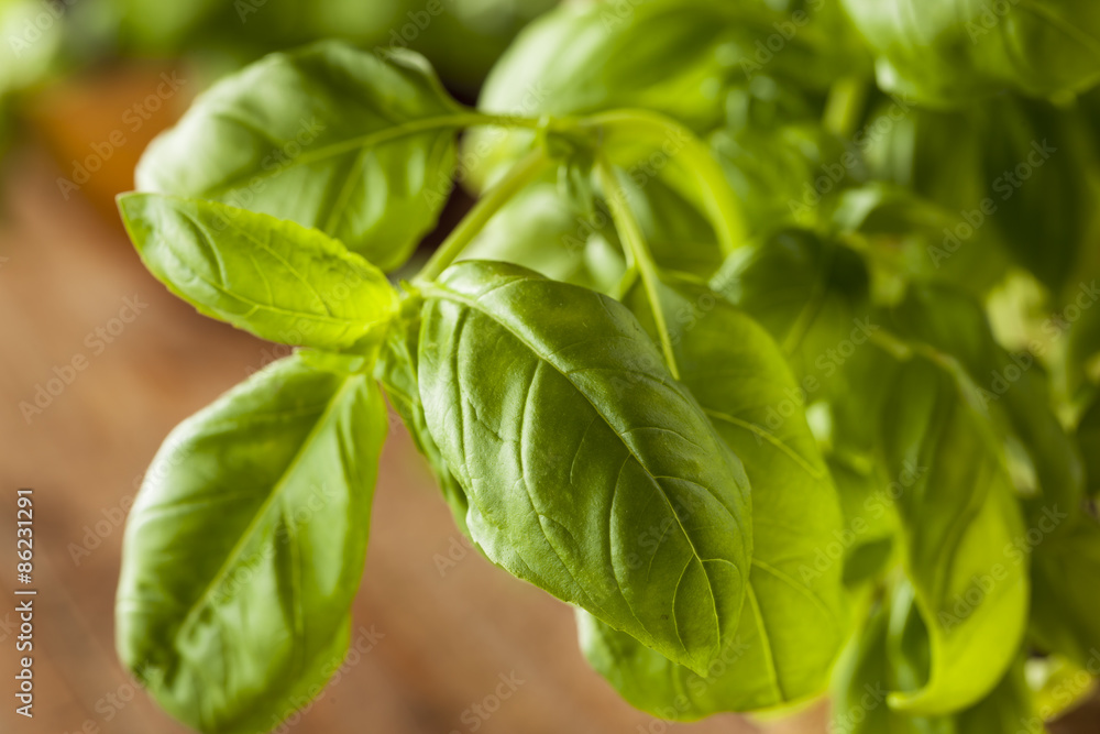 Raw Organic Green Basil Raw Organic Green Basil