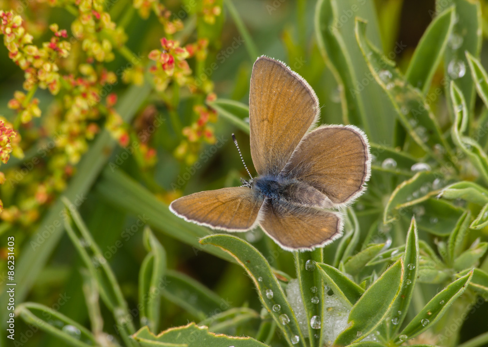 Naklejka premium Blue Butterfly 9627
