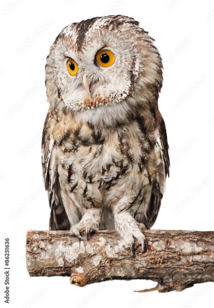 Fototapeta premium Owl, eye, black.