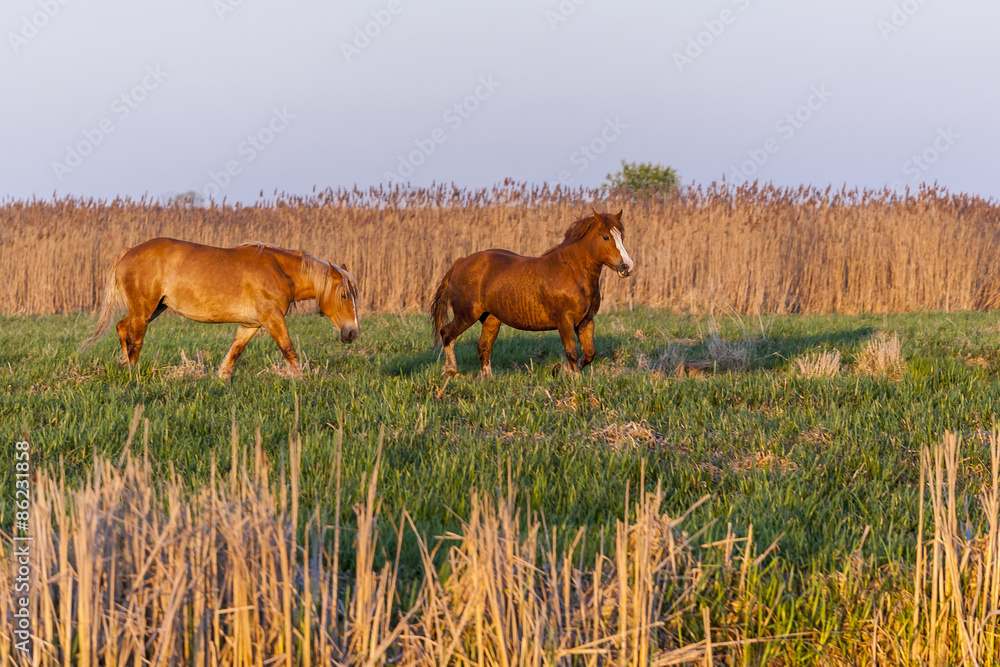 Horses running free in the pasture, warm sunset.
