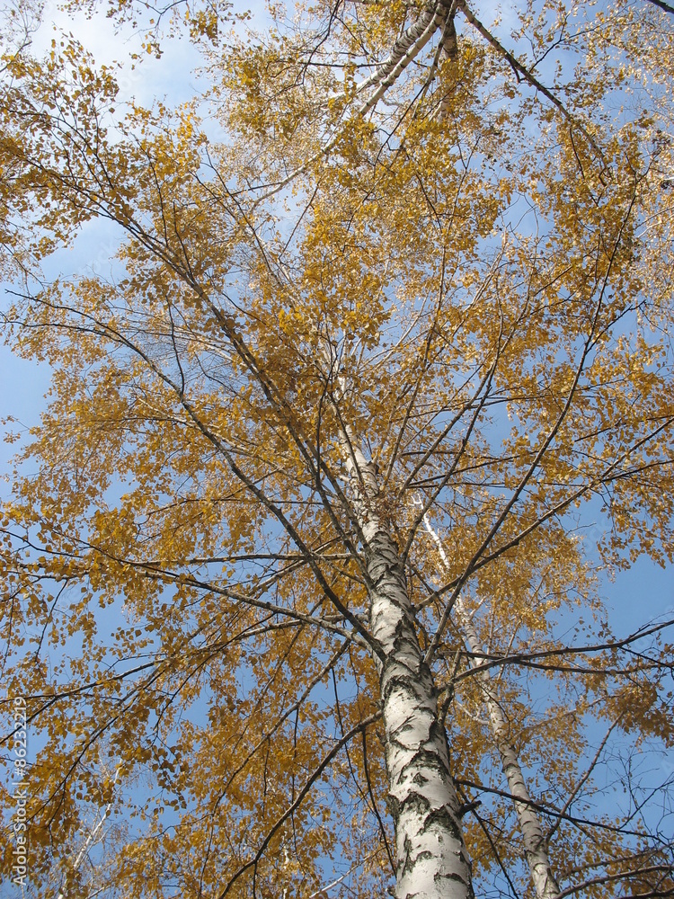 Fototapeta premium Золотая осень 