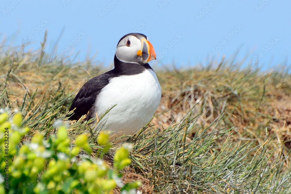 Naklejka premium Atlantic puffin, Farne Islands Nature Reserve, England