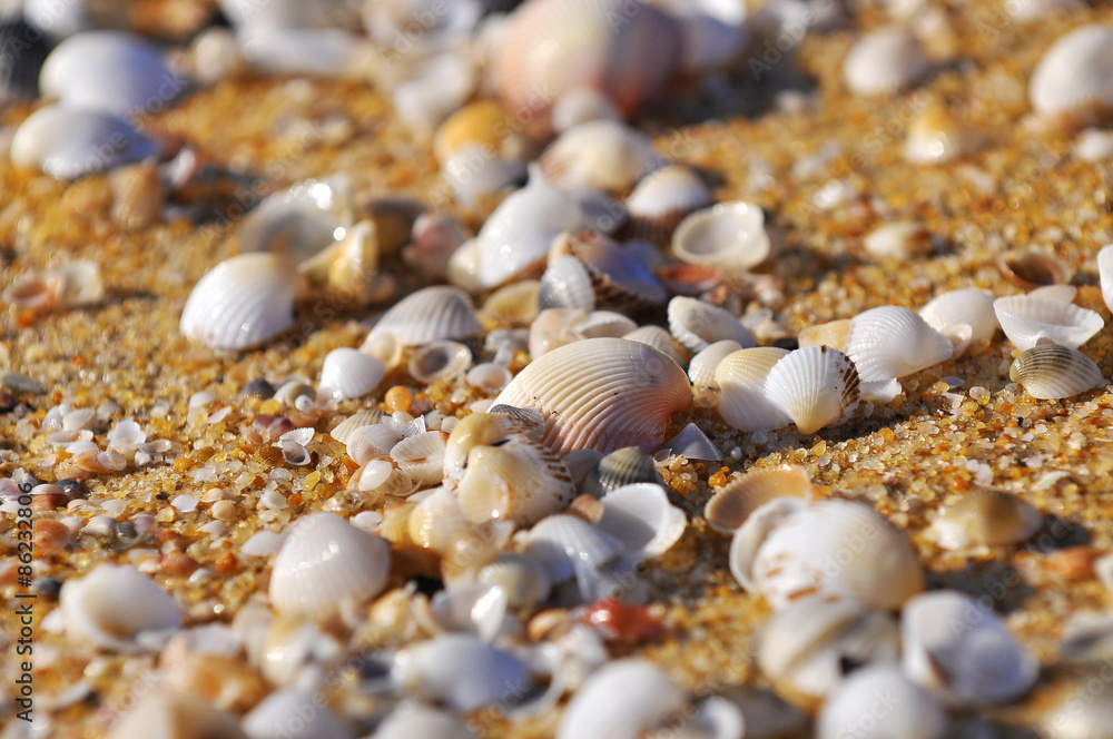 selective focus of clam shell at the beach selective focus of clam shell at the beach