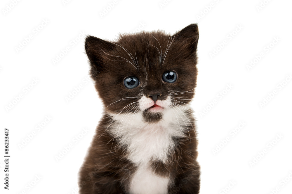 small black-white kitten small black-white kitten