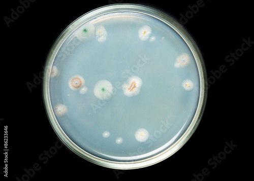 Tableau sur toile Penicillin, mold, isolated on black.