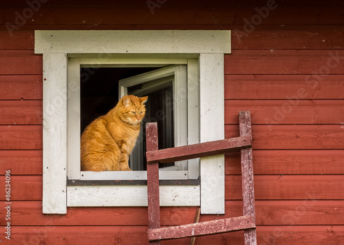 Orange cat sitting on open window ladders leading to it.