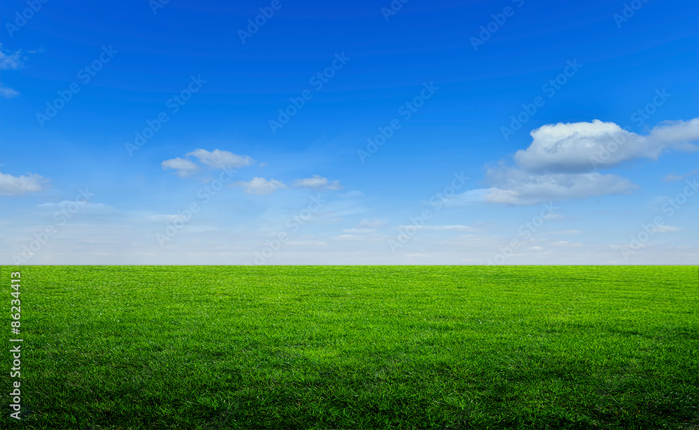 Field of green grass 1