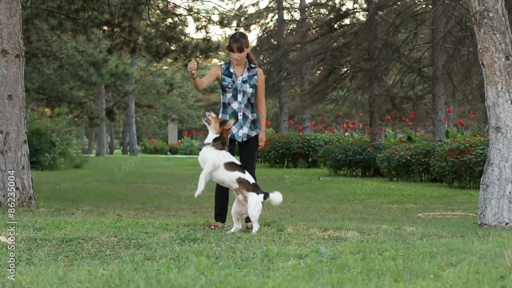 Funny Dog Densing Funny Dog Densing