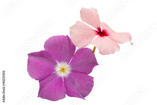periwinkle