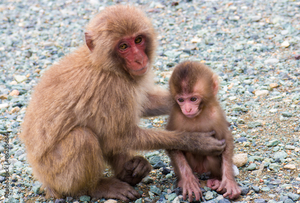Fototapeta premium 兄弟猿