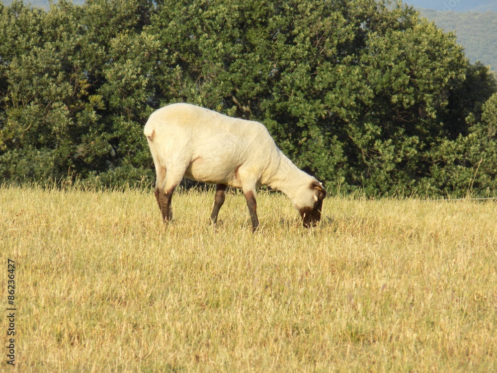 Fototapeta premium Sheep grazing