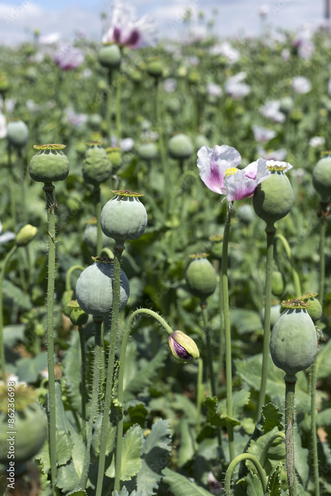 Detail of unripe white Poppyheads Detail of unripe white Poppyheads