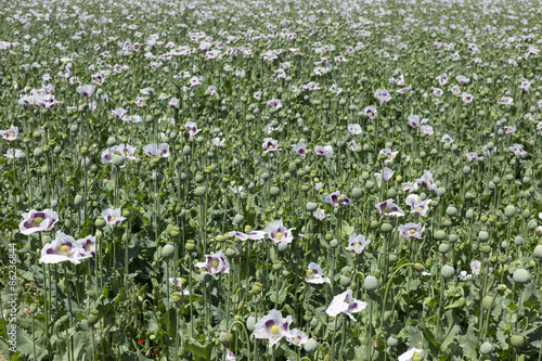 Field of the white Poppy 