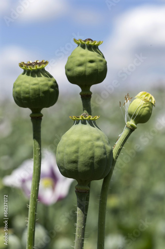 Detail of unripe white Poppyheads 