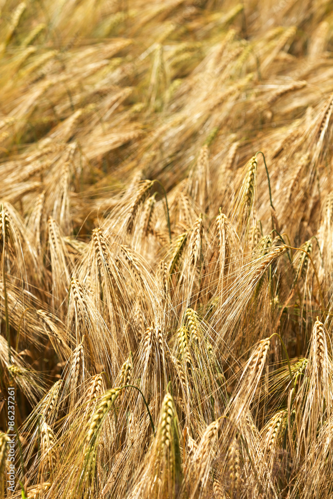 Fototapeta premium Summer Field of the ripe Barley 