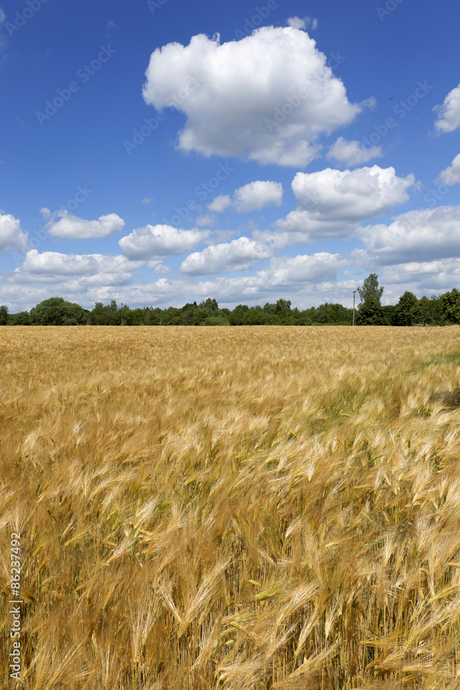 Summer Field of the ripe Barley 