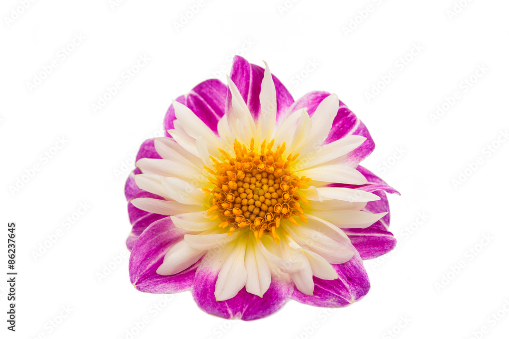 dahlia dahlia