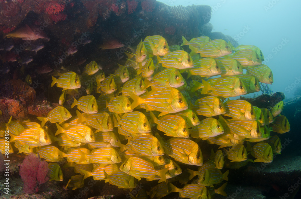 Fototapeta premium Panamic porkfish, Mexico.