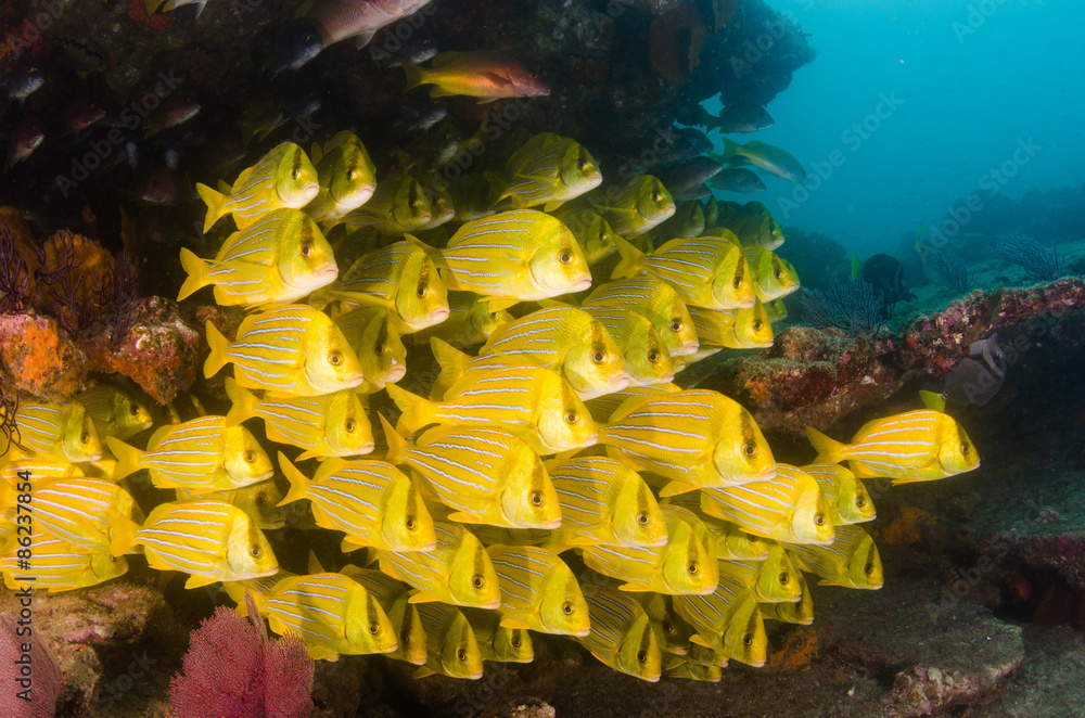 Fototapeta premium Panamic porkfish, Mexico.