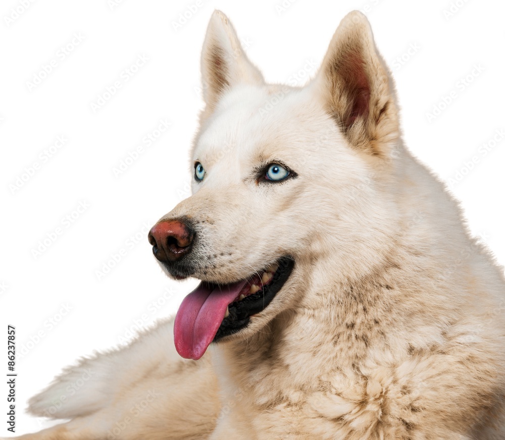 Obraz premium Dog, Labrador Retriever, Isolated.