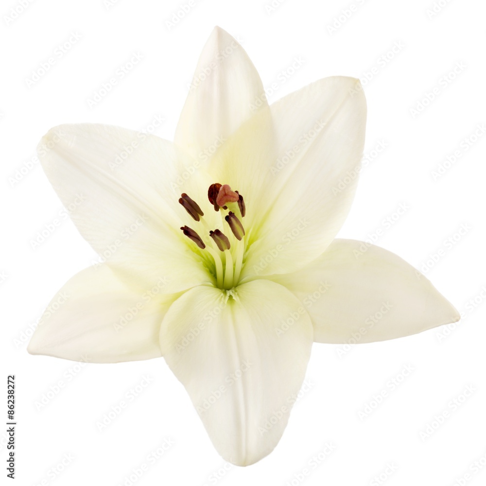 Lily, Easter Lily, White.