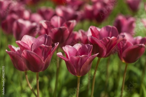 Tulip, Yellow, Flower. © BillionPhotos.com