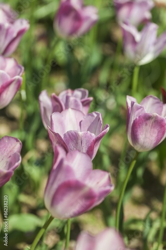 Tulip  Yellow  Flower.