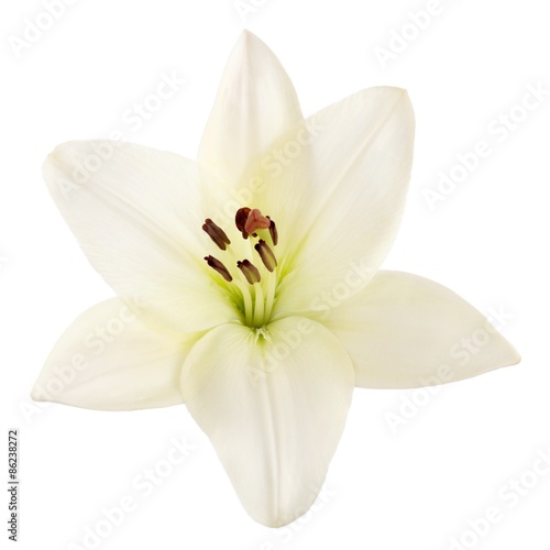 Lily, Easter Lily, White.