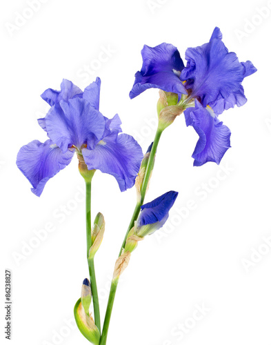 Fototapeta Naklejka Na Ścianę i Meble -  blue iris flower isolated on white